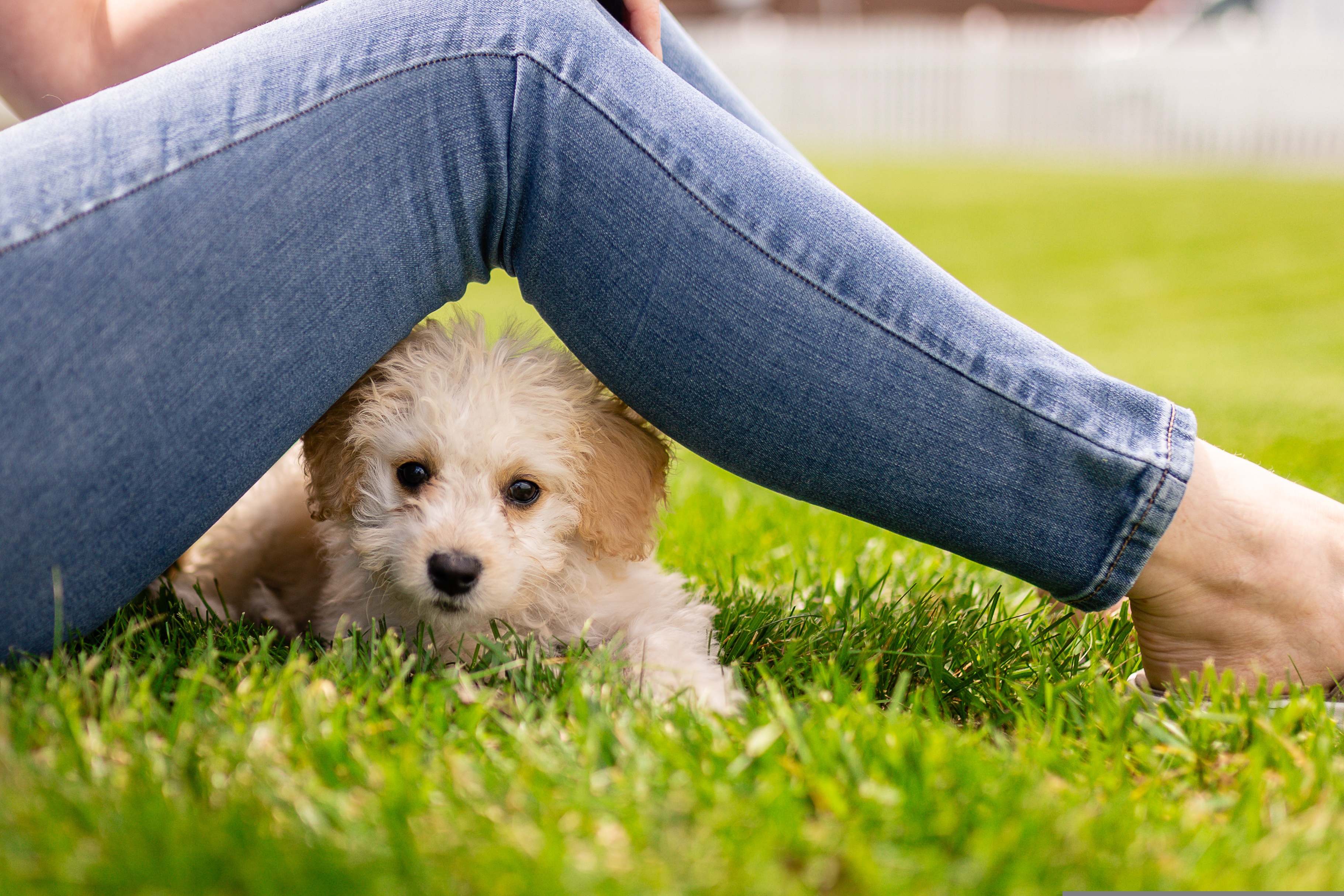 Dog Companion